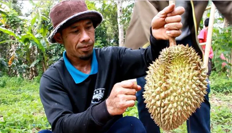 สถาบันปิดทองหลังพระฯอนุมัติงบ 50 ล้านบาทส่งเสริมการผลิตทุเรียนคุณภาพในพื้นที่ 3 จังหวัดชายแดนใต้ ตั้งเป้าขยายผลการผลิตให้ได้ไม่น้อยกว่า 3 พันตัน หวังส่งเสริมรายได้ให้เกษตรกรในพื้นที่