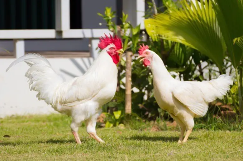 อุทยานฯวิทย์-มข.ผลิตไก่ 3 โลว์ กินอย่างสบายใจไม่ต้องกังวลเรื่องเก๊าท์	