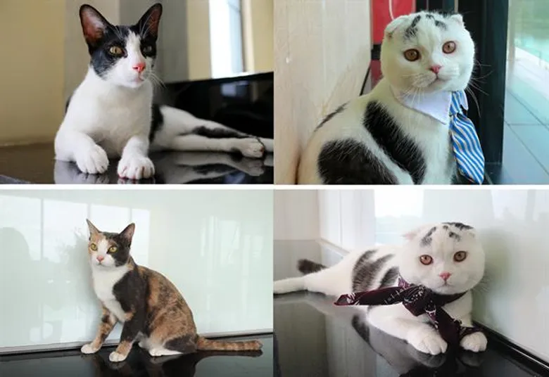 We Love Pets ครั้งที่ 8 Pirates of the Caribbean มหกรรมสัตว์เลี้ยงแสนรัก ของเหล่าสาวกคนรักสัตว์ที่ยกกันมาทั้งบ้าน