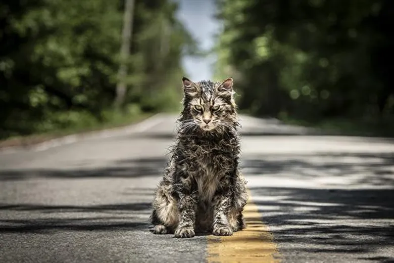 Movie Guide: เตรียมพบกับภาพยนตร์สุดสะพรึง Pet Sematary ผลงานจากนิยายสยองขวัญโดยสตีเฟ่น คิง เมษายน ปีหน้า