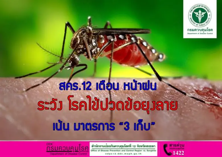 โรคไข้ปวดข้อยุงลายระบาดในช่วงหน้าฝน แนะปร...