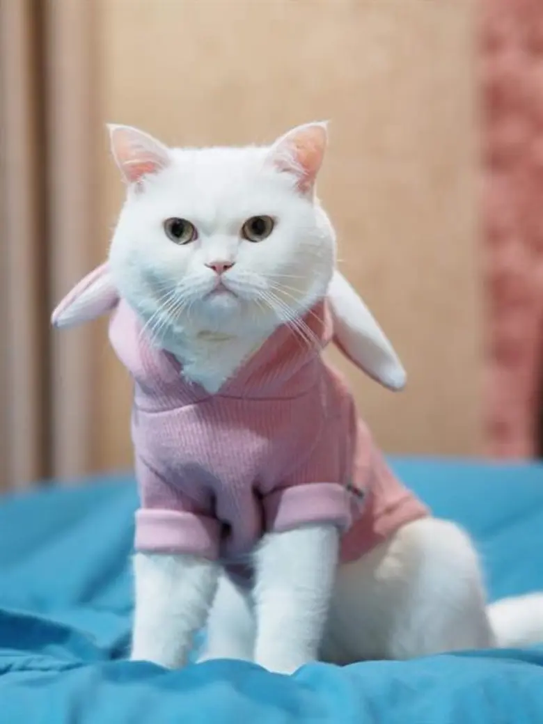 งาน “Cat Festival 2018” ศูนย์การค้าเซ็นทรัลพลาซา บางนา