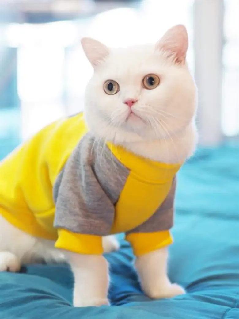 งาน “Cat Festival 2018” ศูนย์การค้าเซ็นทรัลพลาซา บางนา