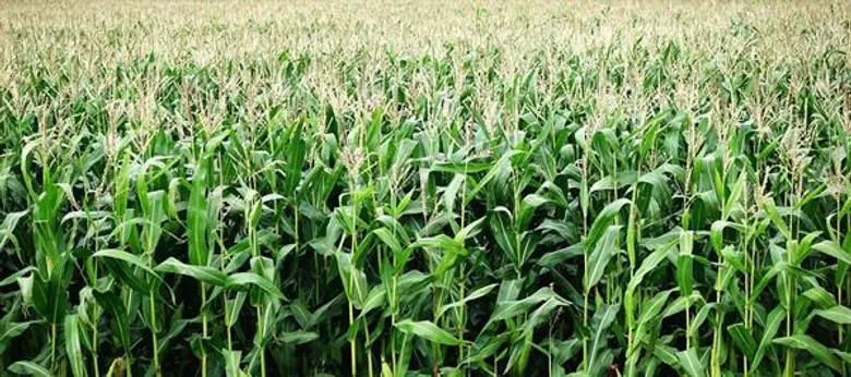 เปิดตัวพืชทางเลือกแทนสับปะรดพื้นที่พิษณุโลก-อุตรดิตถ์ แนะเร่งจัดการ แก้ปัญหาผลผลิตล้น