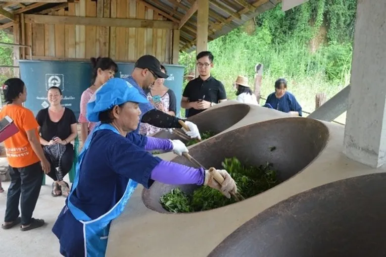 เกษตรฯ แนะรักษ์ป่า หลังคาโรงเรือนธรรมชาติ ลดทุน เพิ่มผลผลิตชาอัสสัม