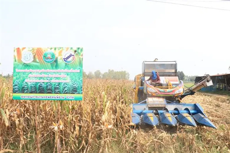 สหกรณ์การเกษตรพรหมพิราม จำกัด เปิดจุดรับซื้อข้าวโพดหลังนาจากเกษตรกรได้ราคาดีกำไรเฉลี่ย 5,000 บาทต่อไร่