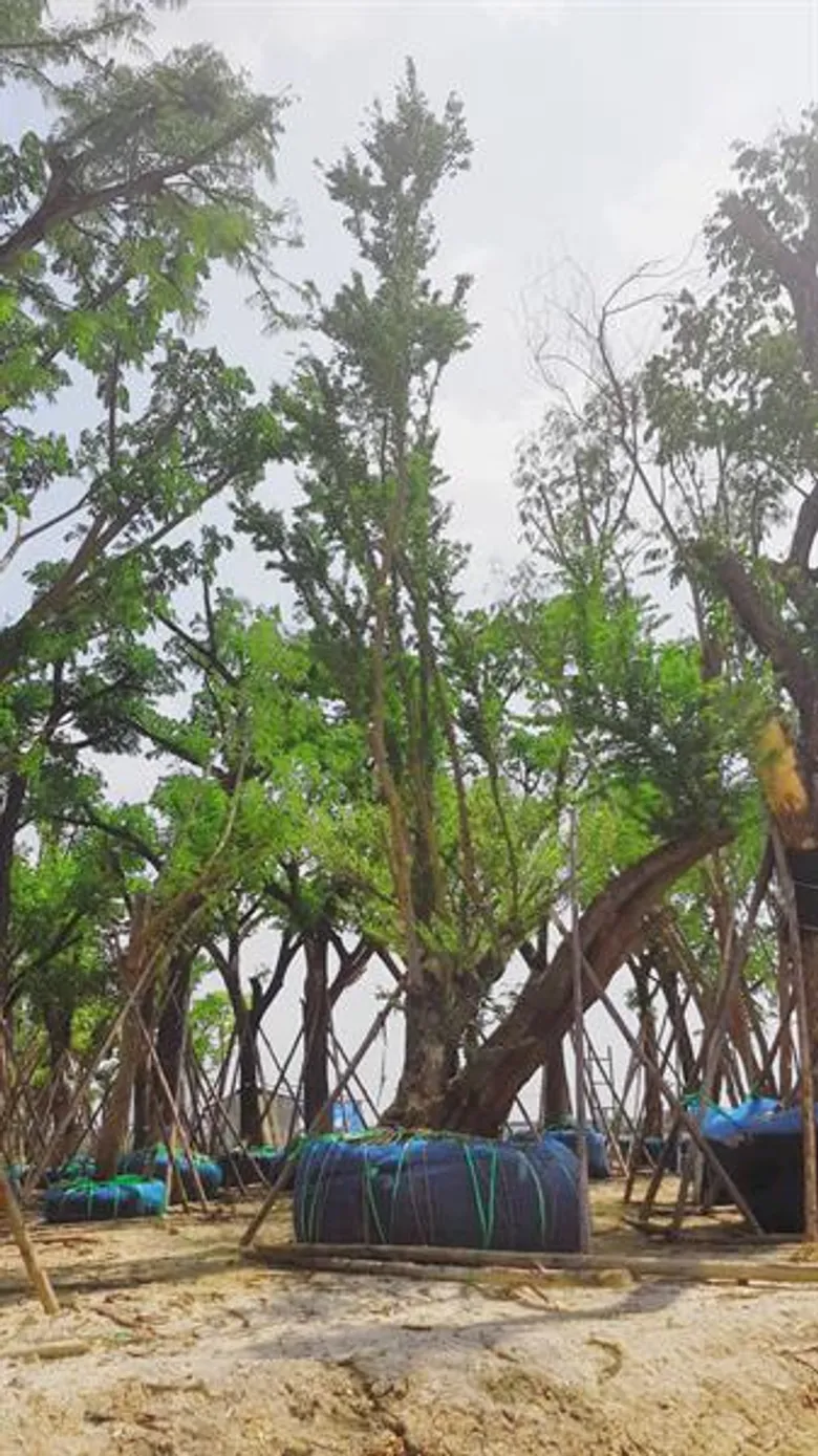 MQDC x THE FORESTIAS สรุปแคมเปญ “Forest Rescue – ฟอเรส เรสคิว” ช่วยชีวิตต้นไม้กว่า 500 ต้น สร้างกำแพงธรรมชาติดักฝุ่น PM 2.5 มากถึง 700 กิโลกรัมต่อปี