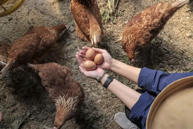 เทคนิคการเลือกวัตถุดิบปรุงอาหารให้อร่อยและดีต่อใจ ดีต่อกาย
