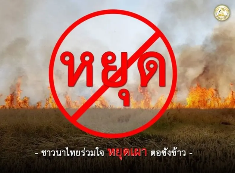 กรมการข้าวแนะชาวนาใช้ประโยชน์จากฟางข้าว งดเผาลดมลพิษ สร้างรายได้
