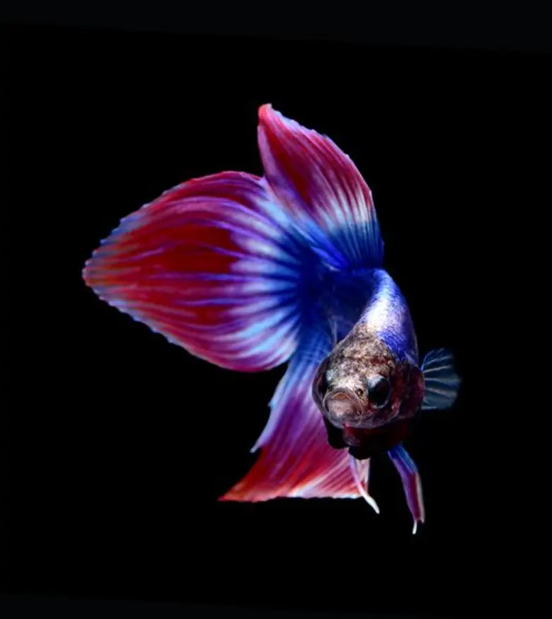 ปิดเทอมนี้ขอเชิญน้องๆหนูๆร่วมชมงาน “Aqua Life Exhibition”