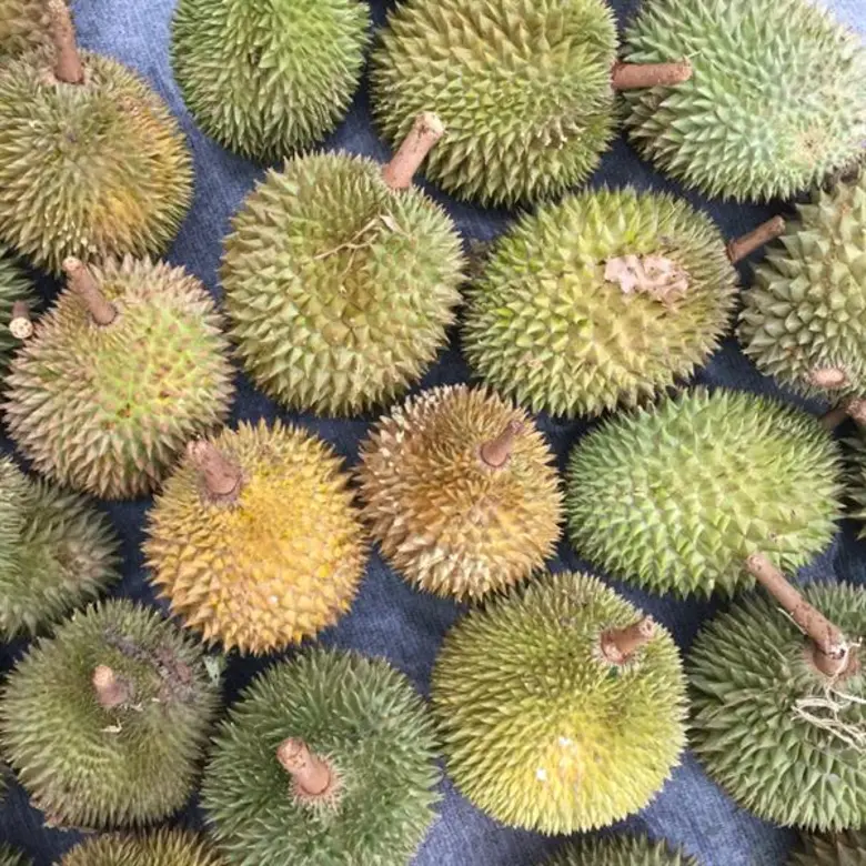 ส่องไม้ผลภาคใต้ตอนล่าง สศก. เตรียมจับตาใกล้ชิด ถ้าไม่กระทบแล้ง ปีนี้ผลผลิตชุก