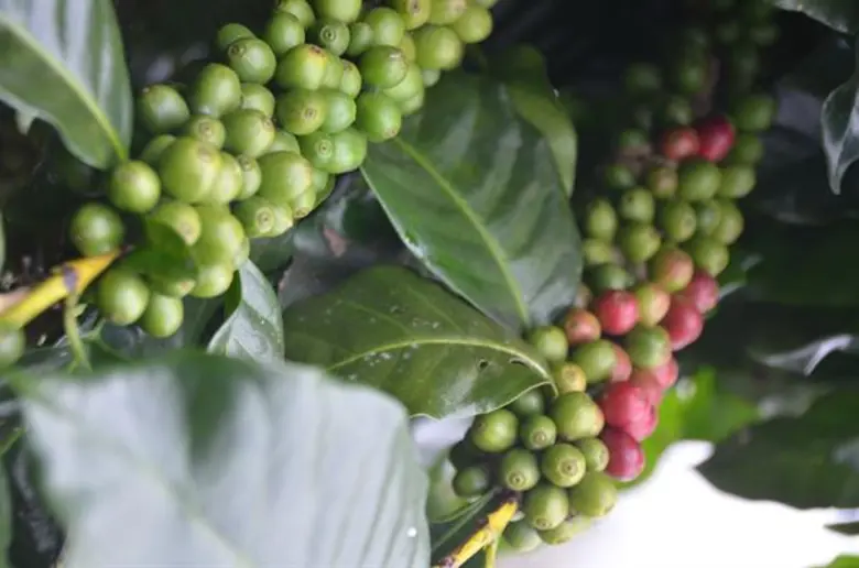 เฝ้าระวังมอดเจาะผลกาแฟอะราบิกา