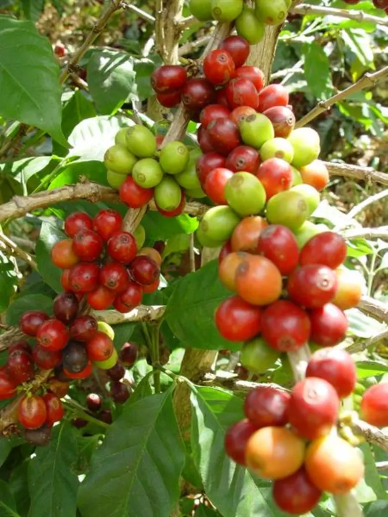 เฝ้าระวังมอดเจาะผลกาแฟอะราบิกา