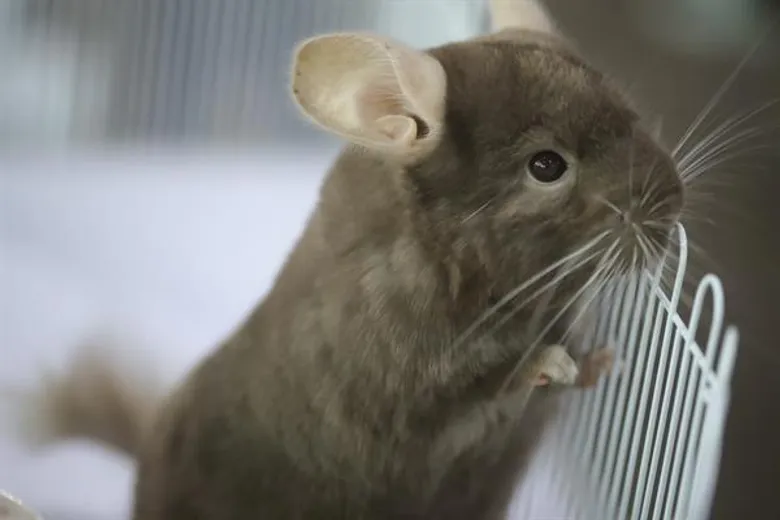 “นีโอ” เตรียมจัด Pet Expo Thailand 2019 เอาใจคนรักสัตว์ ชี้ธุรกิจอาหารพรีเมียมมาแรง ดันตลาดสัตว์เลี้ยงโตต่อเนื่อง