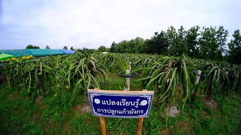 วิสาหกิจชุมชนแก้วมังกร ต.บ้านถิ่น ผลสำเร็จกลุ่มแปลงใหญ่ ต่อยอดผลผลิตระดับคุณภาพ