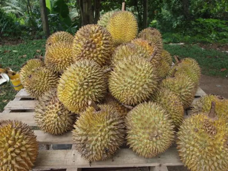ส่องรายได้เงินสดเกษตร ปี 61 ผลงานรัฐ ดันรายได้เกษตรกรเพิ่มขึ้น ผลผลิตเกษตรได้คุณภาพ
