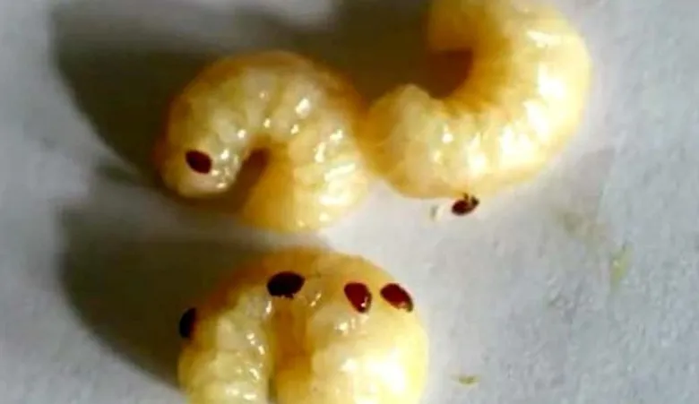 เกษตรฯ แนะวิธีดูแลผึ้งพันธุ์ในฤดูฝน