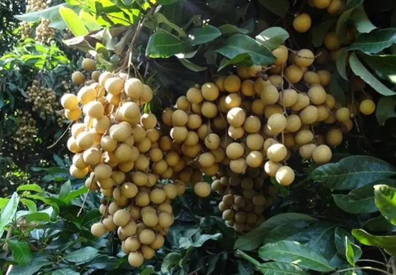 แนะสินค้าทางเลือกเกษตรกรสมุทรสาคร ฝรั่งแป้นสีทอง-ลำไยพวงทอง-สมุนไพร สร้างกำไรให้เกษตรกร