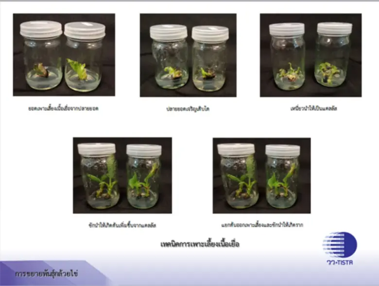 คณะผู้ตรวจราชการ กระทรวงการอุดมศึกษา วิทยาศาสตร์ วิจัยและนวัตกรรม ลงพื้นที่ตรวจติดตามการดำเนินโครงการ InnoAgri วว. ด้านการแปรรูปผลผลิตการเกษตรในจังหวัดกำแพงเพชร