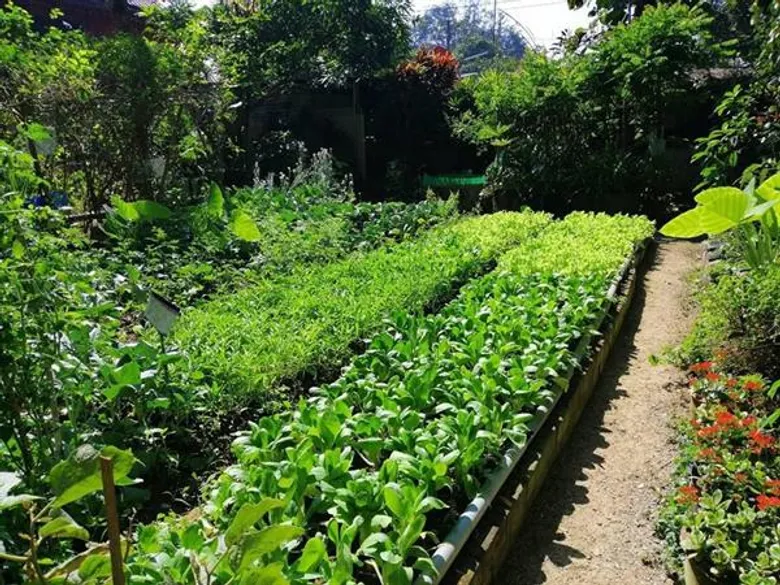 แก้วมังกร-ส้มเขียวหวาน-สมุนไพร พืชทางเลือกตาม Agri-Map สร้างกำไรให้เกษตรกรเมืองแพร่