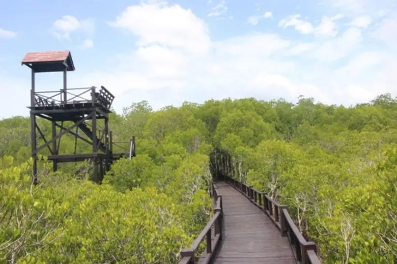 โครงการพัฒนาป่าไม้ปากแม่น้ำปราณบุรีอันเนื่องมาจากพระราชดำริ อ.ปราณบุรี จ.ประจวบคีรีขันธ์ วันนี้มีความสมบูรณ์ เอื้อประโยชน์ราษฎรชายฝั่งได้ยั่งยืน