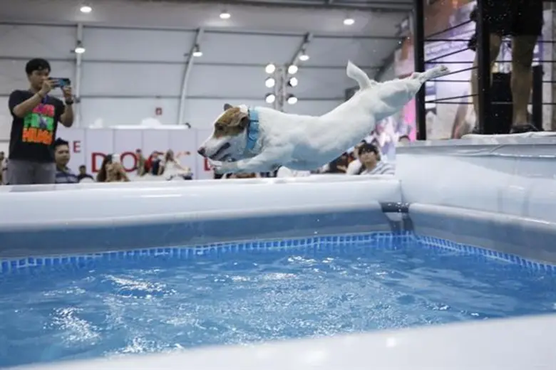 ฟิตร่างกายน้องหมาท้าประลอง Dog Agility ในงาน Pet Expo Championship 2019 ครั้งที่ 3