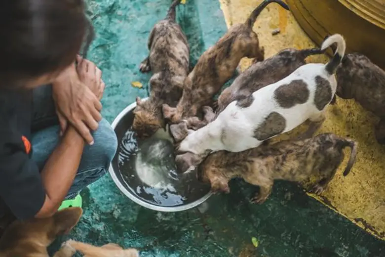 รีเบทแมงโก้ จับมือกับ มูลนิธิเพื่อสุนัขในซอย จัดแคมเปญระดมเงินบริจาคผ่านการช้อปปิ้งออนไลน์ เชิญชวนนักช้อปร่วมทำบุญได้ง่ายๆ ทุกครั้งที่จับจ่ายกับรีเบทแมงโก้