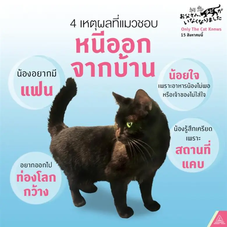 ถ้าคุณเป็นคนนึงที่เป็นทาสแมว สิงหาคมปีนี้...