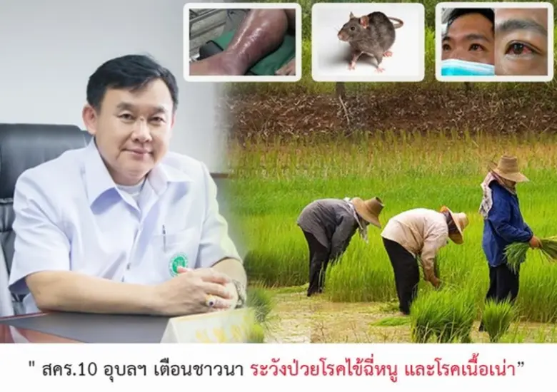 สคร.10 อุบลฯ เตือนชาวนา ระวังป่วยโรคไข้ฉี่หนู และโรคเนื้อเน่า