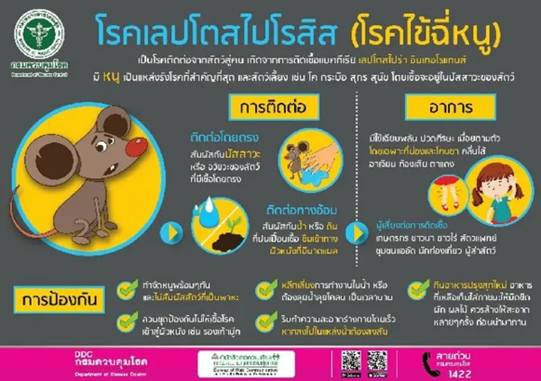 สคร.10 อุบลฯ เตือนชาวนา ระวังป่วยโรคไข้ฉี่หนู และโรคเนื้อเน่า