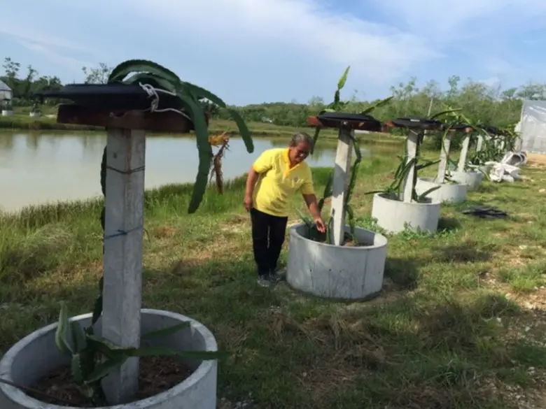 องคมนตรีเยี่ยมชมฟาร์มตัวอย่างในสมเด็จพระนางเจ้าฯ พระบรมราชินีนาถ วัดสารวัน บ้านสารวัน ต.ไทรทอง อ.ไม้แก่น จ.ปัตตานี