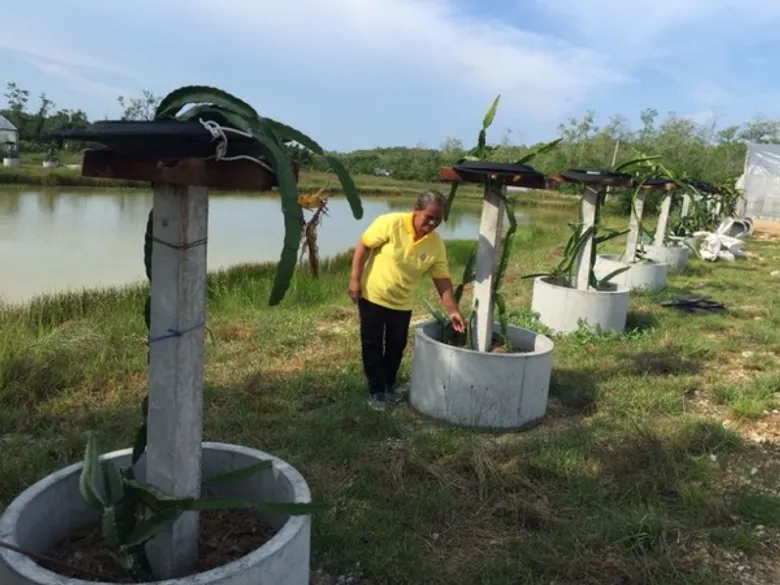 องคมนตรีเยี่ยมชมฟาร์มตัวอย่างในสมเด็จพระนางเจ้าฯ พระบรมราชินีนาถ วัดสารวัน บ้านสารวัน ต.ไทรทอง อ.ไม้แก่น จ.ปัตตานี