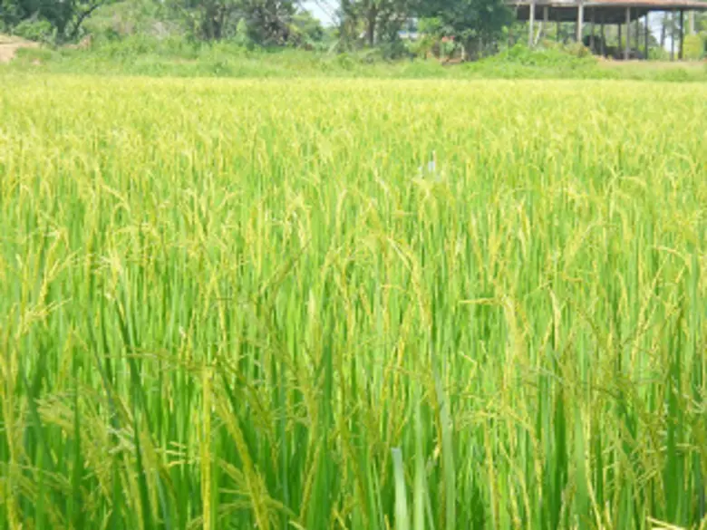 นางอัญชนา ตราโช รองเลขาธิการสำนักงานเศรษฐ...