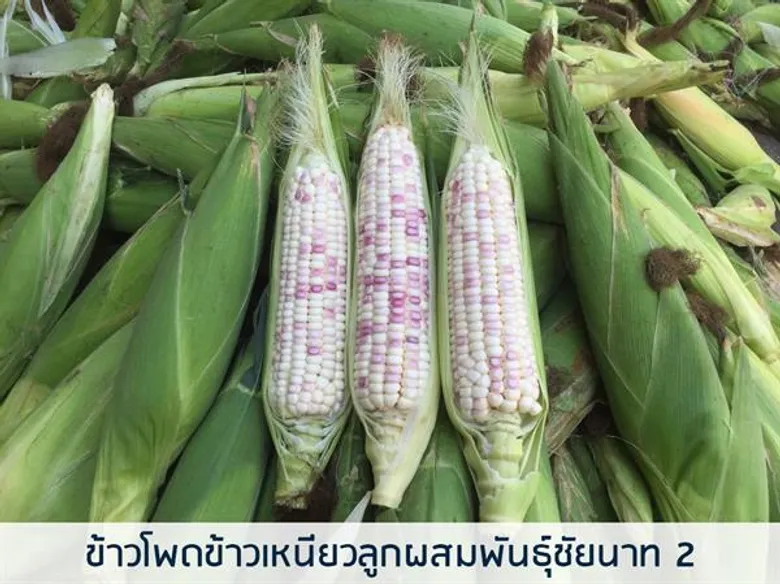 เปิดตัวข้าวโพดพันธุ์ใหม่ให้ผลผลิตสูง ทนแล้ง ต้านโรค ตอบทุกโจทย์ความต้องการเกษตรกร