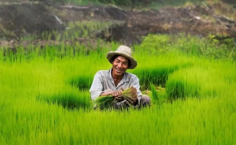 กรมการข้าวระบุ เหตุราคาข้าวเหนียวปรับสูงขึ้นต่อเนื่...