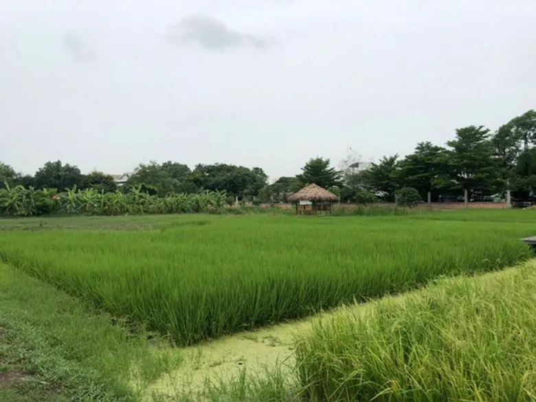 เกษตรฯ แจงเหตุราคาข้าวเหนียวแพงเนื่องจากผลผลิตลดลง