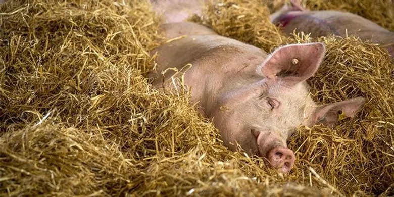 องค์กรพิทักษ์สัตว์แห่งโลก ยินดีที่ซูเปอร์มาร์เก็ตร่วมยุติความทรมานของแม่หมูในกรงขัง