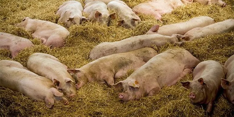 องค์กรพิทักษ์สัตว์แห่งโลก ยินดีที่ซูเปอร์มาร์เก็ตร่วมยุติความทรมานของแม่หมูในกรงขัง