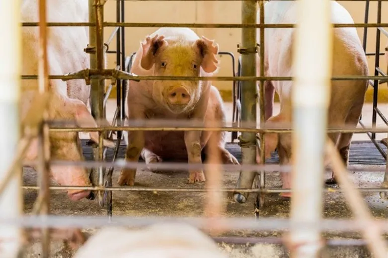 องค์กรพิทักษ์สัตว์แห่งโลก ยินดีที่ซูเปอร์มาร์เก็ตร่วมยุติความทรมานของแม่หมูในกรงขัง
