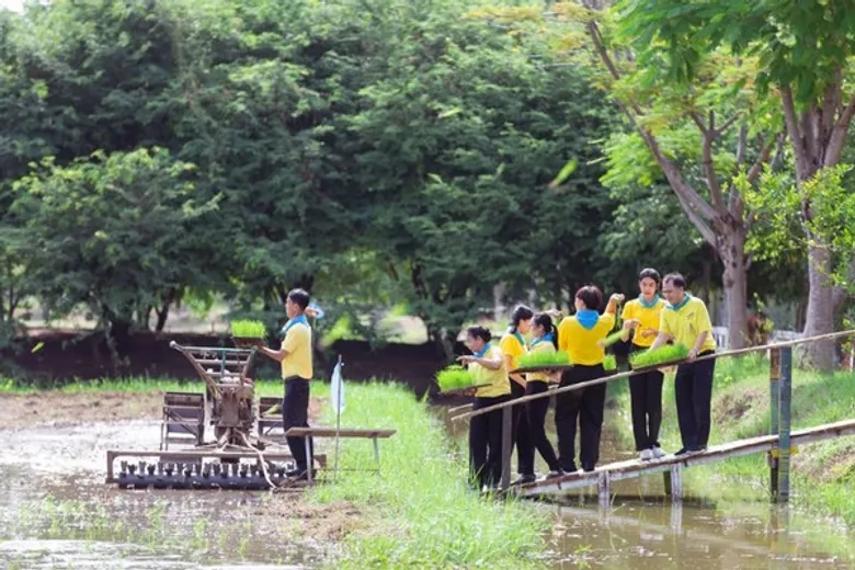 IFB จัดกิจกรรม “ปลูกข้าวหอม น้อมถวายพระบรมราชชนนีพันปีหลวง” แทนการมอบดอกมะลิ