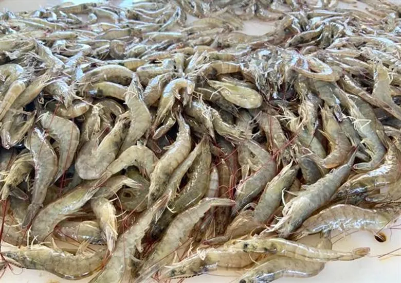 EURASTiP มั่นใจใน “อุตสาหกรรมกุ้งทะเลไทย” กรมประมง…วอนผู้บริโภคอย่าเชื่อข่าวลวง
