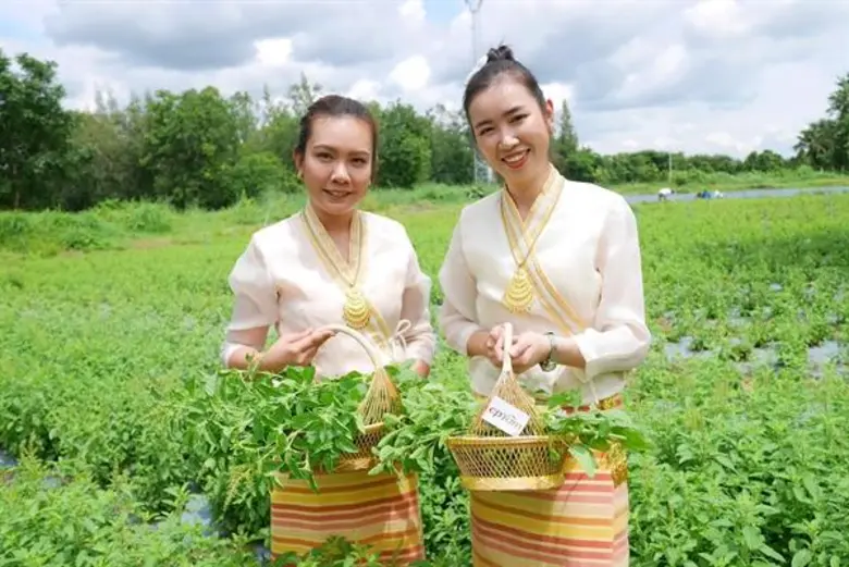 ซีพีแรม เดินหน้าเคียงคู่เกษตรกรไทย หนุนโครงการเกษตรกรคู่ชีวิต สู่วิถีเกษตรที่ยั่งยืน ผลักดันพื้นที่ไร้ประโยชน์ สู่การสร้างอาชีพที่มั่งคงกับแปลงกะเพรา จ.ลำพูน
