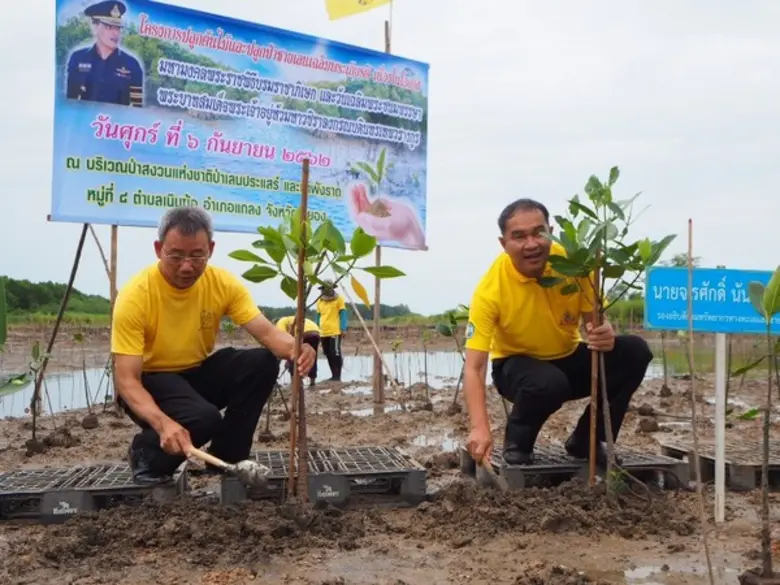 ทช. เดินหน้าโครงการปลูกต้นไม้-ปลูกป่า เฉลิมพระเกียรติ ร่วมสร้างพื้นที่สีเขียวป่าชายเลนเมืองระยอง 100 ไร่ 1 ล้านกล้า