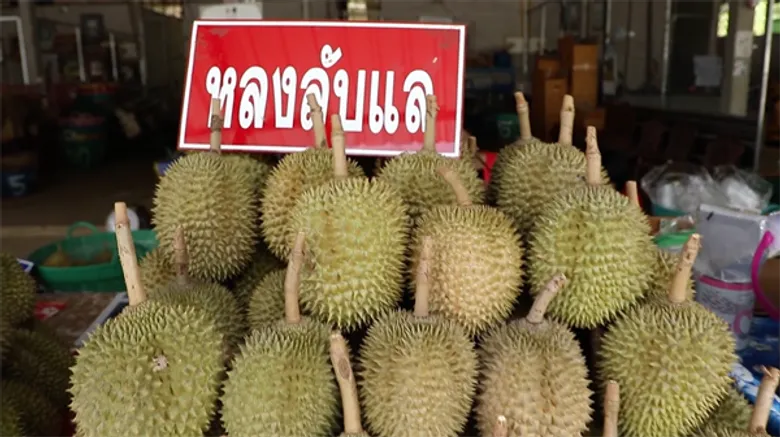 ทีวีไกด์: “แชมป์” พาทึ่ง “หลงลับแลทุเรียนในหุบเขา” จ.อุตรดิตถ์