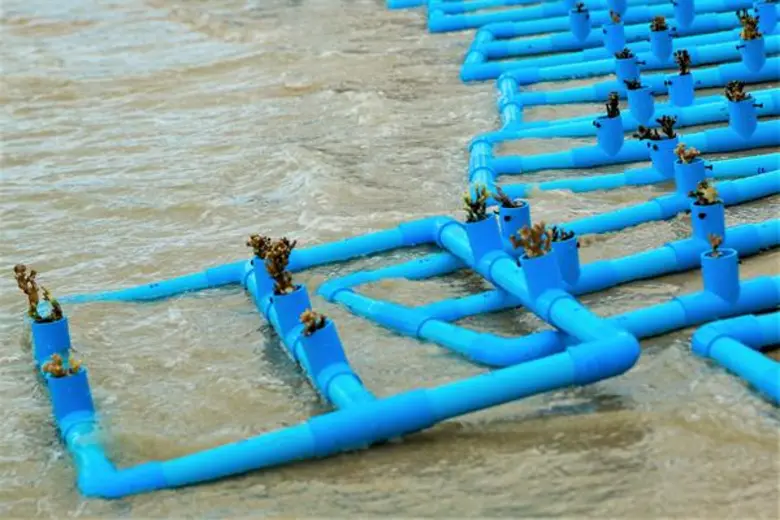 “มิตซูบิชิ เอลเลเวเตอร์” นำจิตอาสาร่วมกิจกรรม “วิ่งปลูกปะการัง” ในโครงการ “One Lift You Need, One Seed We Plant”