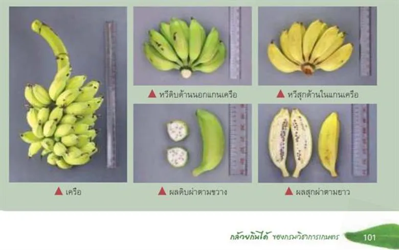 กรมวิชาการเกษตรตามหา“พันธุ์กล้วยโบราณ 12 ชนิด” สนองพระราชดำริสมเด็จพระกนิษฐาธิราชเจ้า