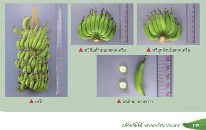 กรมวิชาการเกษตรตามหา“พันธุ์กล้วยโบราณ 12 ชนิด” สนองพระราชดำริสมเด็จพระกนิษฐาธิราชเจ้า
