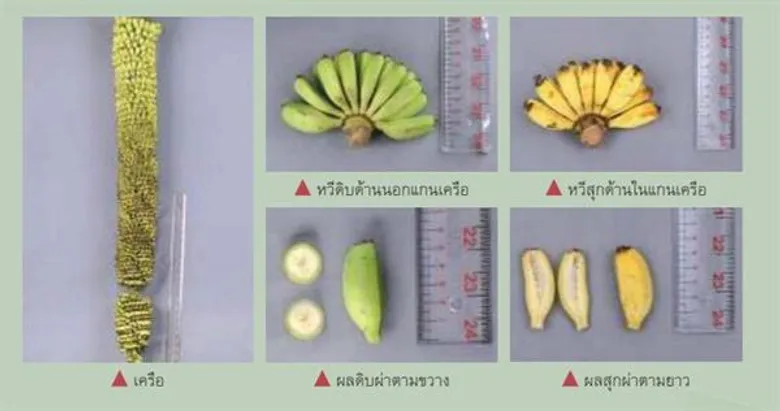 กรมวิชาการเกษตรตามหา“พันธุ์กล้วยโบราณ 12 ชนิด” สนองพระราชดำริสมเด็จพระกนิษฐาธิราชเจ้า