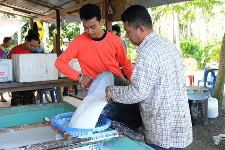 รก.ผู้ว่าการ กยท. แจงมาตรการแก้ปัญหาราคายางผันผวน ประกันรายได้ชาวสวนยาง พร้อมเดินหน้า 4 โครงการ ยกระดับราคายาง
