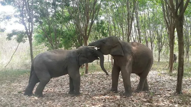 ศูนย์อนุรักษ์ช้างและมูลนิธิช้างทรัพย์ไพรวัลย์จัดกิจกรรมครบรอบ 1 ปี ระดมทุนกว่า 4 ล้านบาทเสริมสร้างคุณภาพชีวิตที่ดีขึ้นให้กับช้างปลดระวาง